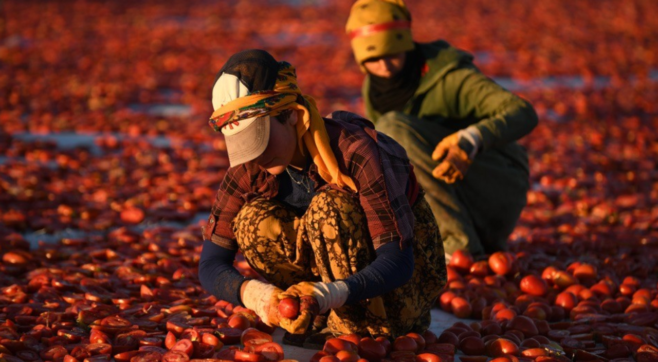Kayseri'de kurutulan domatesler renkli görüntüler oluşturdu